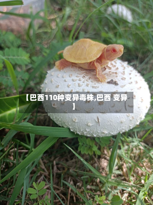 【巴西110种变异毒株,巴西 变异】
