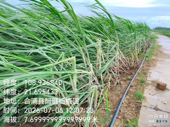 台风“美莎克	”对广西甘蔗的初步影响分析